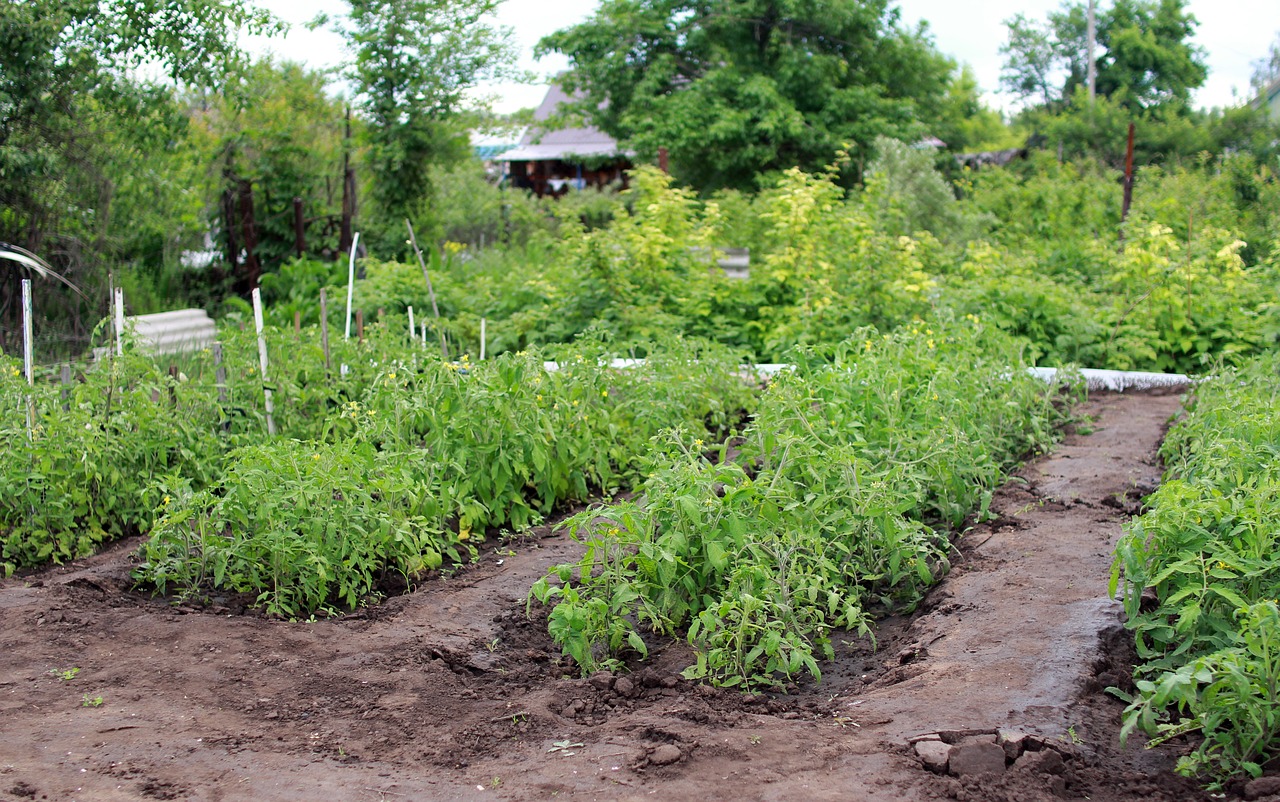 Creating a Backyard Vegetable Market Garden